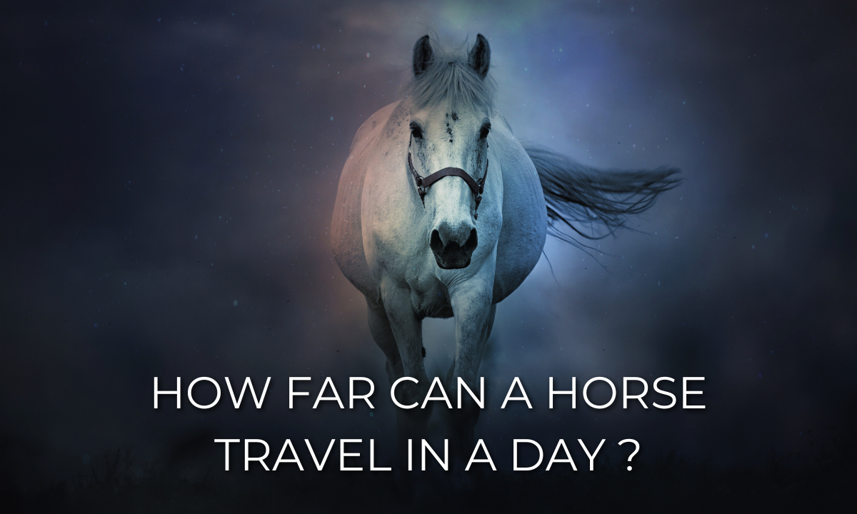 How Far Can a Horse Travel in a Day