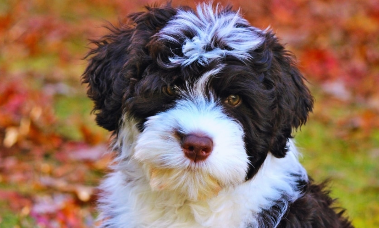 portuguese water dog health issues