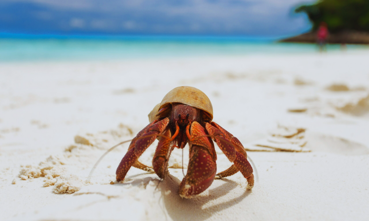 how-to-make-salt-water-for-hermit-crabs-chayadeep