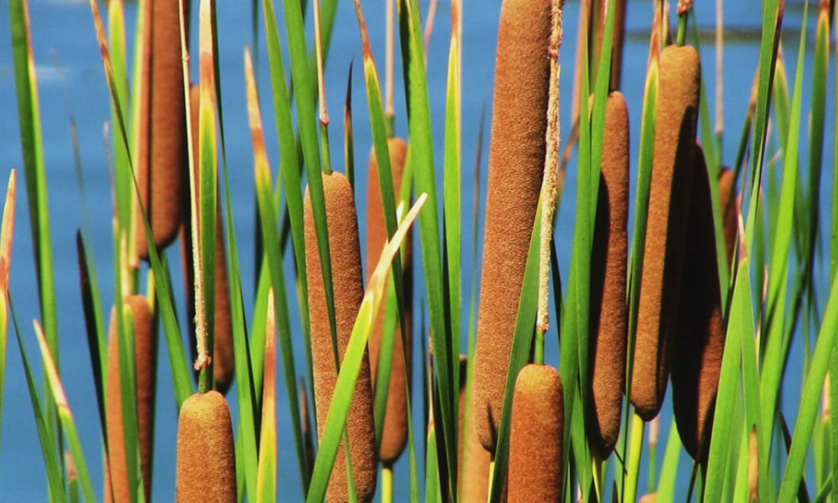 How to Preserve Cattail Gel