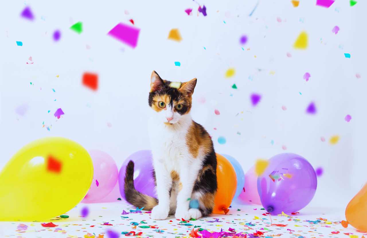 why are cats afraid of balloons