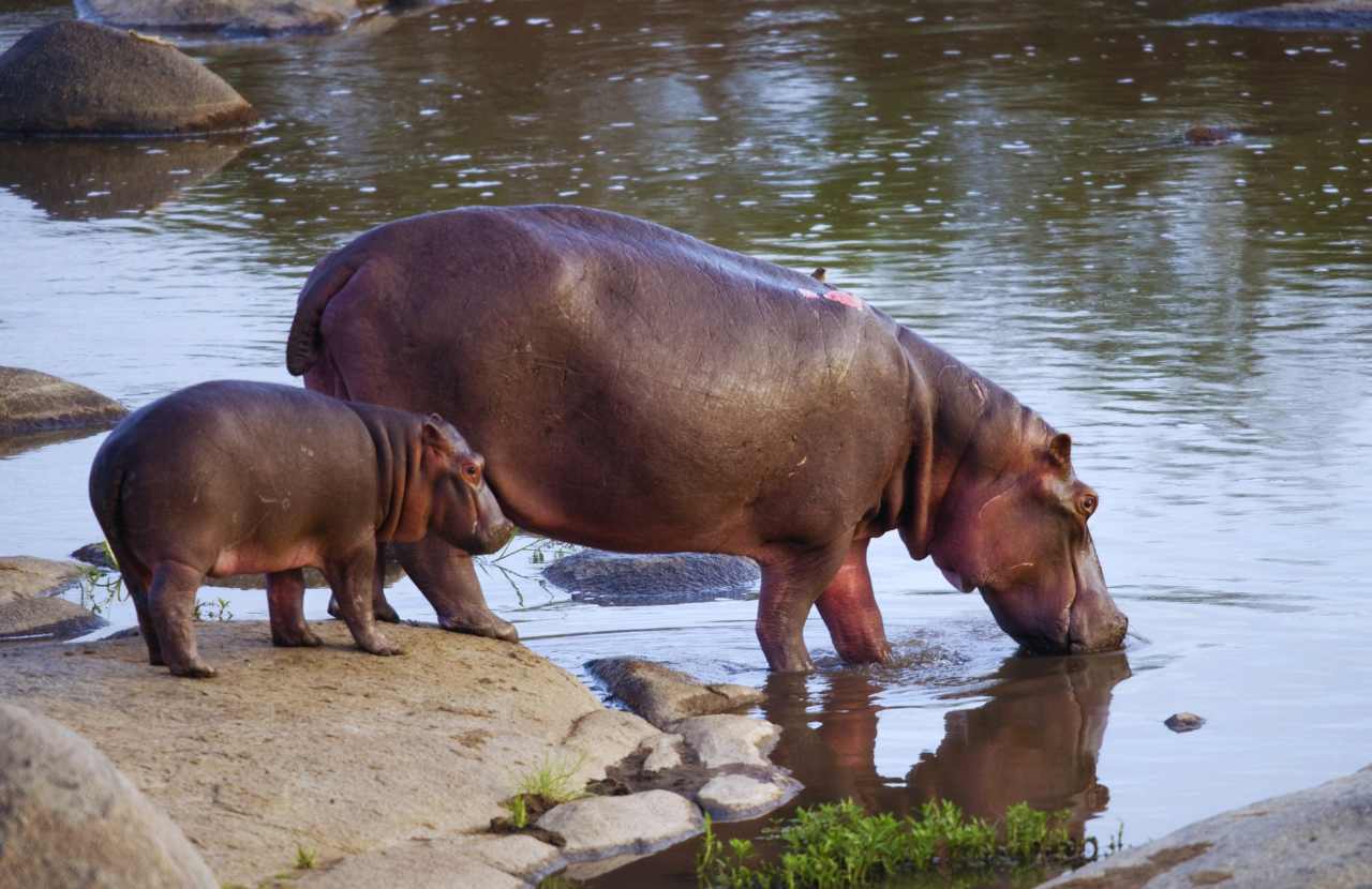 why are hippos so fat