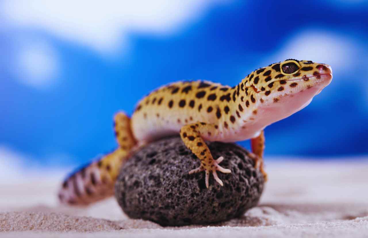 why did my leopard gecko pee liquid