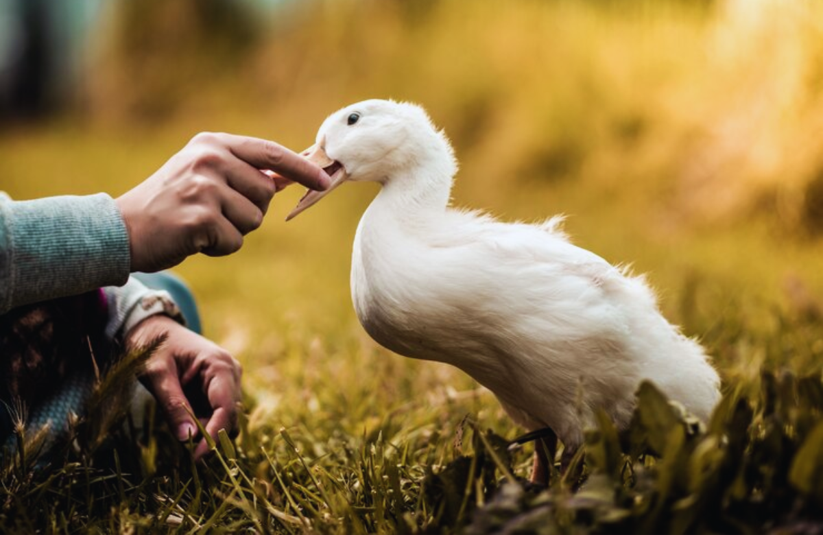 Why Does My Duck Shiver When I Pet Him